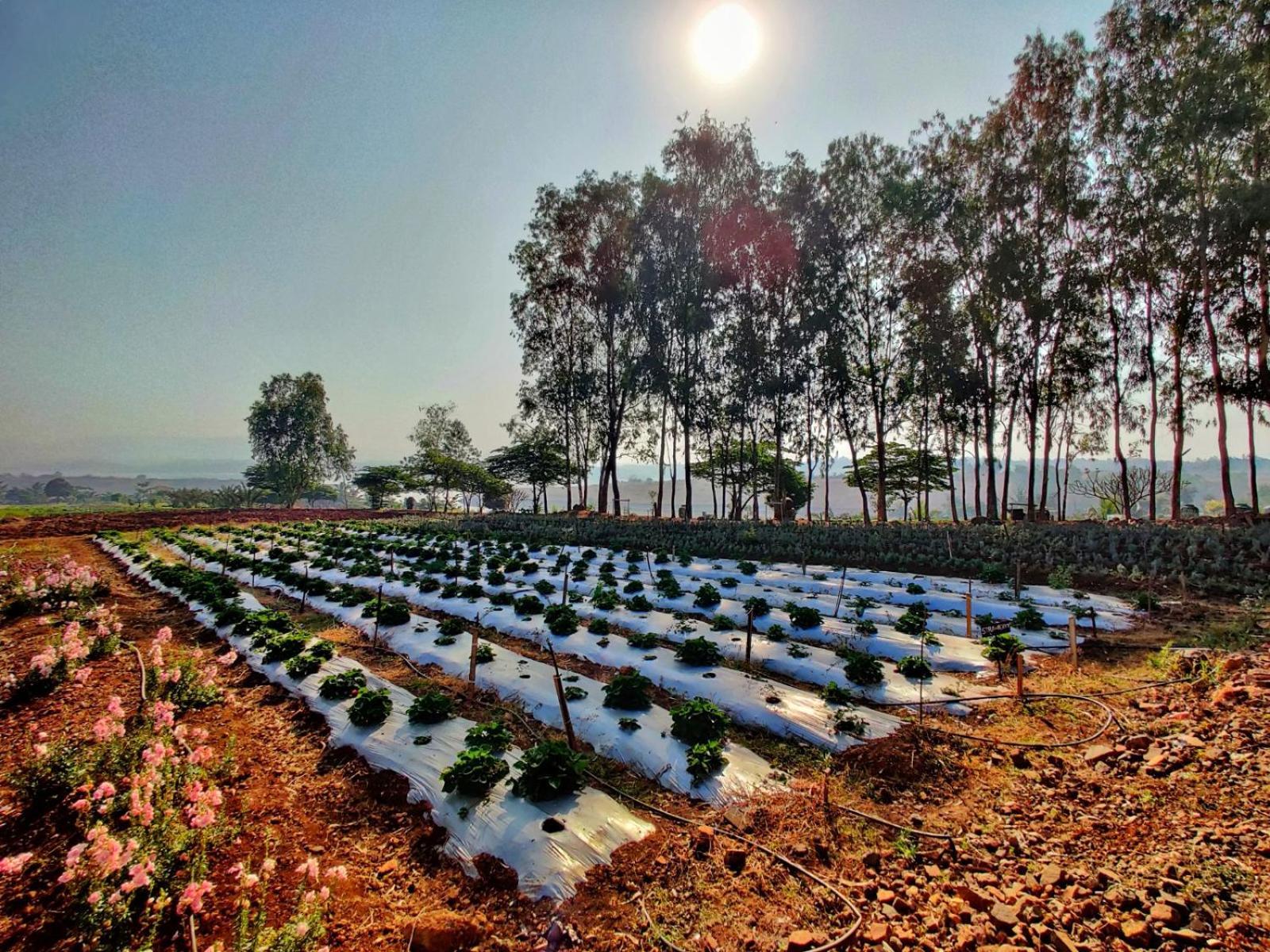 Отель Fazlani Natures Nest - The Wellness Retreat Лонавала Экстерьер фото